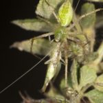 To Mate or Be Eaten: Tree Cricket Behaviour in the Presence of a Predator
