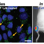 A Step Closer to a More Effective Treatment for Osteoarthritis