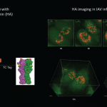 Novel Method for Live Imaging of Influenza Infection