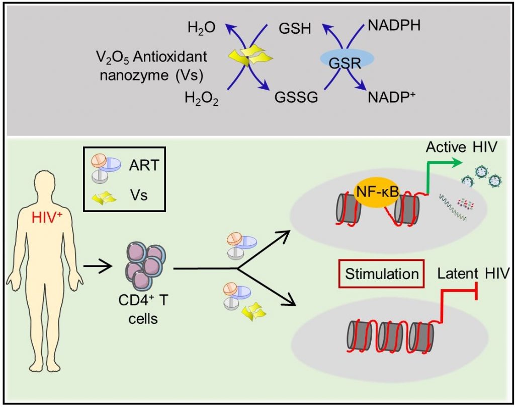 How Stealthy HIV Evades Drugs and Immunity