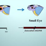 New Gene Involved in Eye Development and Disorder