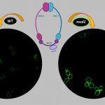 Cohesin Helps Maintain Cell Wall in Budding Yeast Cells