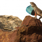 Aggression Between Lizard Species Can Shape Communication