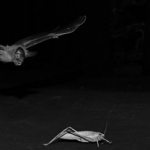 Eavesdropping Bats Take Longer to Capture Crickets Calling in Groups