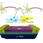 Indium Selenide-Based Transistor as an Artificial Neuronal Synapse