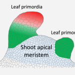 Molecular See-saw: How Reciprocal Repression Shapes Leaf Growth