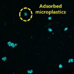 Novel Hydrogel Removes Microplastics from Water