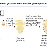 Novel Method for Mass Production of Recombinant Proteins
