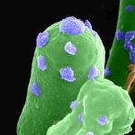 How Brick-building Bacteria React to Toxic Chemical in Martian Soil