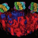Events During Cell Membrane Lysis by Toxins